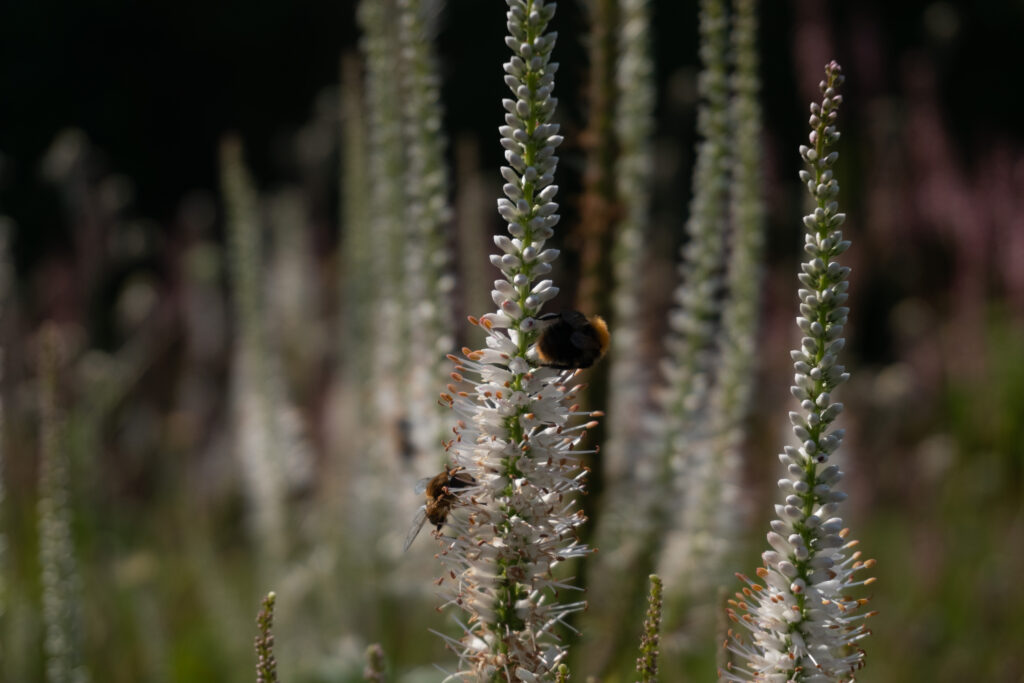 Hommel vaste plant